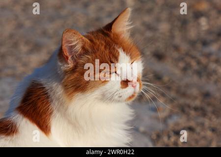 Wilder, wilder zyprischer Ingwer und weiße Katze in der Sonne. Stockfoto