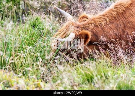 Highland-Kühe am Baslow Edge im Peak District, Derbyshire, England Stockfoto