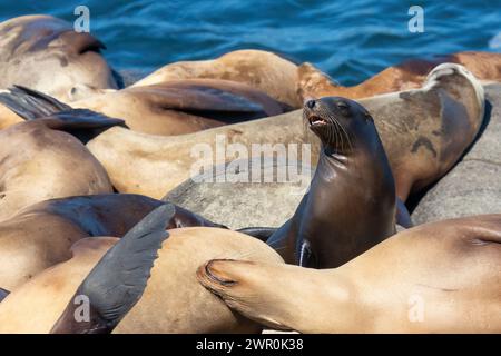 Sea Lion in einer Gruppe von ruhenden Meereslöwen erhebt sich, um sich mit Zähnen und langen Barthaaren umzusehen Stockfoto