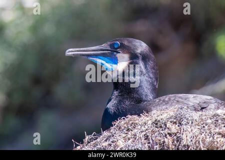 Ein erwachsener Brandt-Kormorant sitzt auf dem Nestseitenprofil, das ein lebendiges blaues Zuchtgefieder zeigt und einen langen Schnabel zeigt Stockfoto