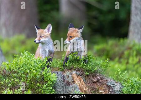 Zwei süße Fuchsjungen posieren im Wald. Sie schauen auf die Seite. Horizontal. Stockfoto