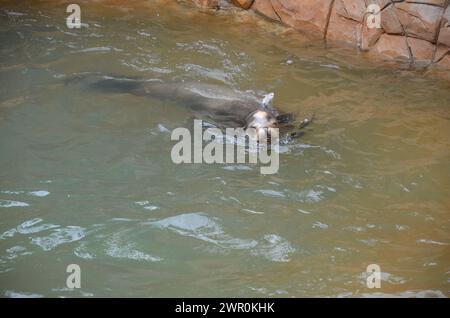 Seelöwen im Jungle Park von Teneriffa. Stockfoto