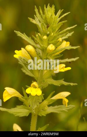 Natürliche Nahaufnahme der gelben Bartsia oder Drüse, Parentucellia viscosa auf dem Feld Stockfoto