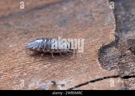 Natürliche Nahaufnahme auf der gestreiften, schnellen Holzlaus, Philoscia muscorum Stockfoto