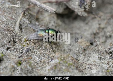 Detaillierte Nahaufnahme einer leuchtend metallischen grünen Weidefliege, Neomyia cornicina, sitzend auf dem Boden Stockfoto
