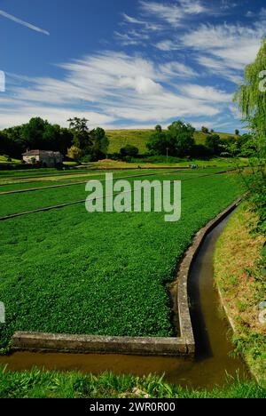 Brunnenkresse-Betten in Broad Chalke, South Wiltshire. Stockfoto