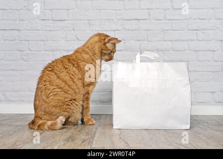 Lustige rote Katze, die auf einem Papierrücken aussieht. Seitenansicht mit Kopierraum. Stockfoto
