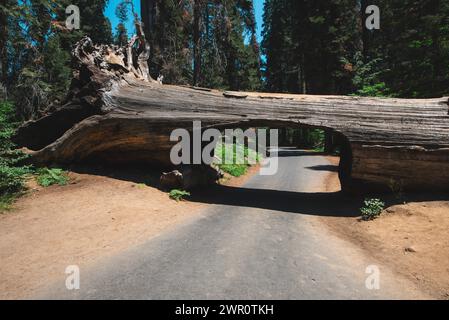 Tunnel Log im Sequoia-Nationalpark Stockfoto