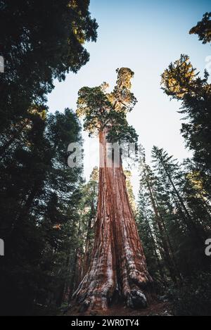 Allgemeiner Grant-Baum im Sequoia-Nationalpark Stockfoto