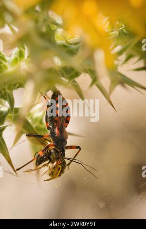 Makrobild des Attentäters Rhynocoris iracundus an Pflanze am Naturstandort Stockfoto