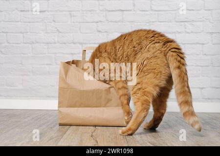 Neugierige rote Katze steckte seinen Kopf in eine Papiertüte. Stockfoto