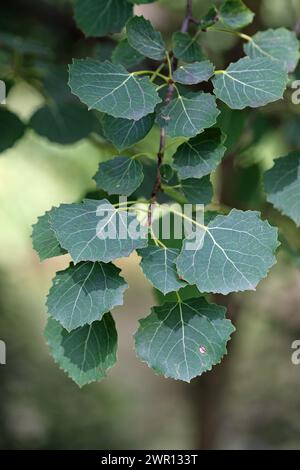 Aspenbaum, Populus tremula, Blätter in Nahaufnahme mit einem verschwommenen Hintergrund von Blättern. Stockfoto