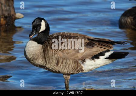Kanadische Gans am See Stockfoto