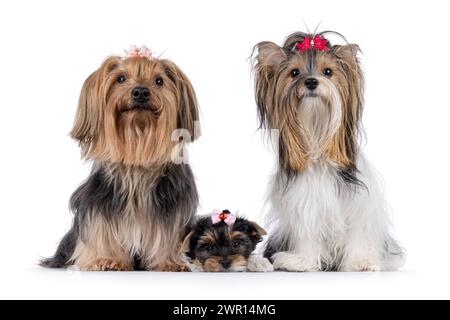 Erwachsene Yorkshire- und Biewer-Terrier-Mutter und ein Welpe, sitzen und liegen nebeneinander. Alle blicken auf die Kamera. Isoliert auf einem weißen Hintergrund Stockfoto