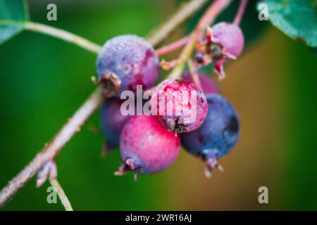 Schattenbeere (Amelanchier-Beeren) auf einem Zweig im Garten. Geringe Schärfentiefe. Stockfoto