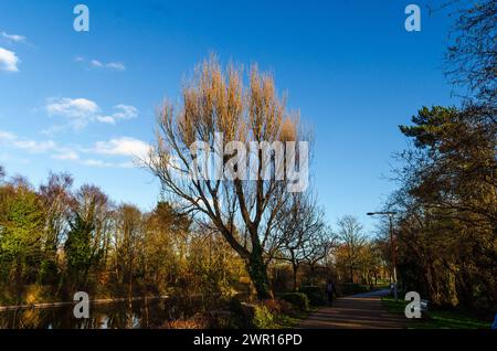 Belfast County Down Northern Ireland 21. Februar 2024 - Belfast Public Park mit baumgesäumtem Pfad am Wasser Stockfoto