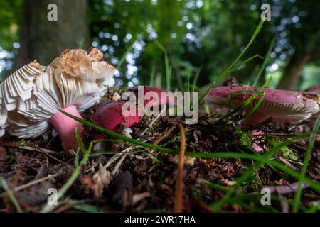 Essbare Rosy Brittlegill (Russula rosea) Toadstools unter Bäumen (wahrscheinlich durch Experten identifiziert, aber beachten Sie, dass es giftige Pilzähnlichkeiten gibt!), West Yorkshire, Stockfoto