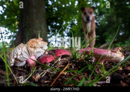 Essbare Rosy Brittlegill (Russula rosea) Toadstools unter Bäumen (wahrscheinlich durch Experten identifiziert, aber beachten Sie, dass es giftige Pilzähnlichkeiten gibt!), West Yorkshire, Stockfoto