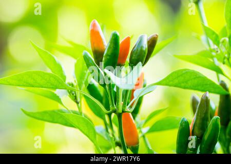 Kleine bunte Paprika im Garten. Geringe Schärfentiefe. Stockfoto