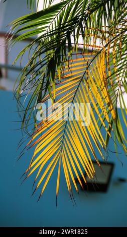 An einem heißen Sommertag wird der Rasen mit kaltem Wasser bestreut, um das Gras frisch zu halten. Stockfoto