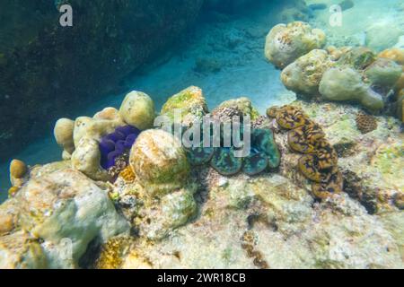 Viele blaue, türkisfarbene und braune bunte Tridacna-Muscheln und Seeigel auf dem Korallenriff unter Wasser tropische exotische Welt Stockfoto