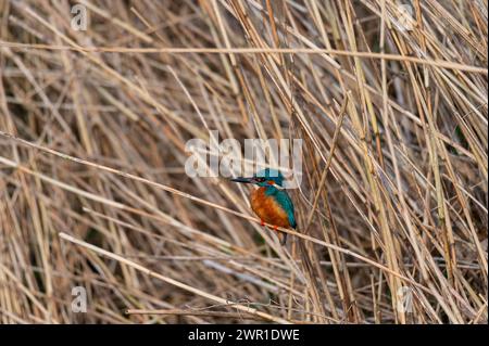 Ein eisvogel (Alcedo atthis) sitzt auf Gras an einem kleinen Bach, der von der Sonne strahlt Stockfoto