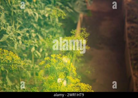 Gelbliche Dillpflanzen im Sommer Stockfoto