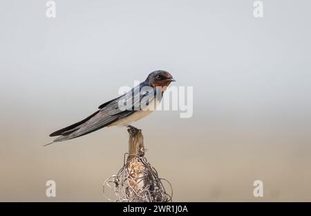 Die Scheunenschwalbe (Hirundo rustica) sitzt auf dem Ast mit grünem Hintergrund. Stockfoto