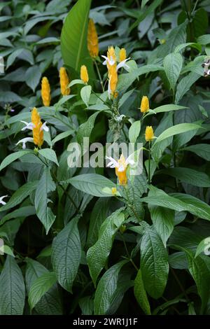 Golden Shrimp Plant oder Lutscher Plant, Pachystachys lutea, Acanthaceae. Costa Rica. Stockfoto