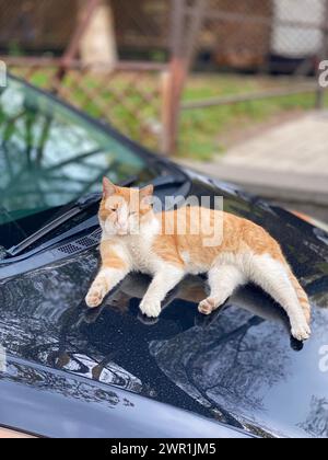 Eine Katze, die sich auf einer Autohaube entspannt Stockfoto