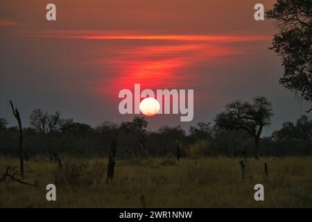 Der Sonnenuntergang über einer afrikanischen Savannenebene. Der Himmel ist in verschiedenen roten Farben gehalten und die Sonne liegt direkt über dem Horizont Stockfoto