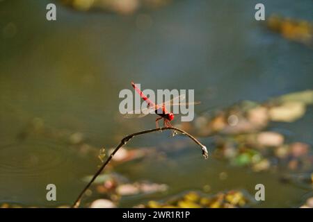 Eine rote Libelle, die auf einem Schilfzweig über einem Pool aus stilem Wasser mit untergetauchter Vegetation sitzt Stockfoto