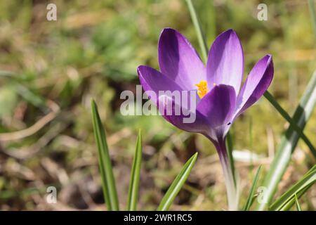 Nahaufnahme eines sonnendurchfluteten violetten Crocus tommasinianus auf einem Rasen, Kopierraum auf der linken Seite, unscharfer Hintergrund Stockfoto