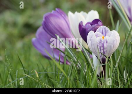 Nahaufnahme von hübschen bunten Frühlingskrokussen auf einem Rasen Stockfoto
