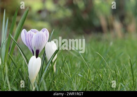 Erste Frühlingskrokusse, die im grünen Gras sprießen, seitliche Sicht, Kopierraum Stockfoto