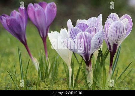 Nahaufnahme der wunderschönen Frühlingskrokusse auf dem Rasen, Seitenansicht Stockfoto