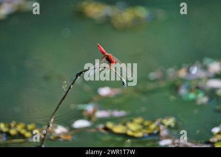 Eine rote Libelle, die auf einem Schilfzweig über einem Pool aus stilem Wasser mit untergetauchter Vegetation sitzt Stockfoto