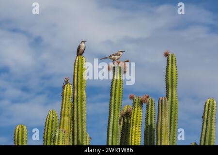 Vögel auf dem Kakteen in der Tatacoa-Wüste, Kolumbien Stockfoto