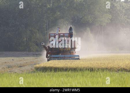 Bangkok, Thailand. März 2024. Ein Mähdrescher, der ein Reisfeld in der Provinz Nakhon Sawan nördlich von Bangkok erntete. (Foto: Chaiwat Subprasom/SOPA Images/SIPA USA) Credit: SIPA USA/Alamy Live News Stockfoto
