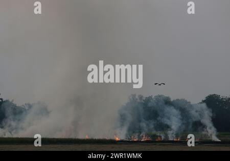 Bangkok, Thailand. März 2024. Ein Storch fliegt über einem brennenden Reisfeld in der Provinz Nakhon Sawan, nördlich von Bangkok. (Foto: Chaiwat Subprasom/SOPA Images/SIPA USA) Credit: SIPA USA/Alamy Live News Stockfoto