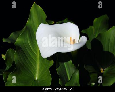 Nahaufnahme einer weißen Calla Lily vor natürlichem Hintergrund. Zantedeschia aethiopica. Selektiver oberer Fokus. Frühling. Sintra, Portugal. Stockfoto