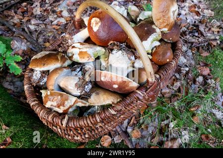 Korb mit Stachelpilzen gefüllt, die im Herbst im Wald geerntet wurden Stockfoto
