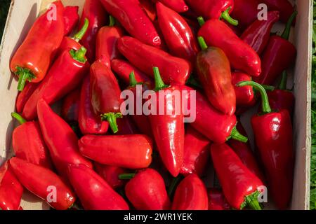 Ernte frischer espelette-Paprika in einer Holzkiste im Sommer Stockfoto