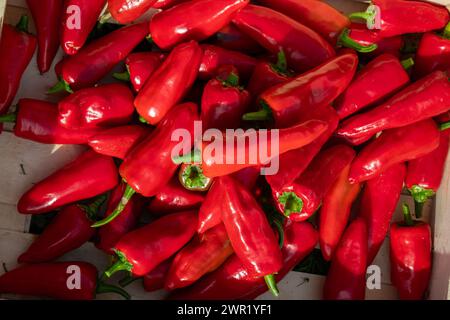 Ernte frischer espelette-Paprika in einer Holzkiste im Sommer Stockfoto