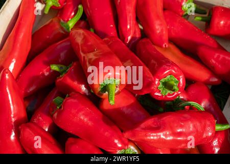 Ernte frischer espelette-Paprika in einer Holzkiste im Sommer Stockfoto