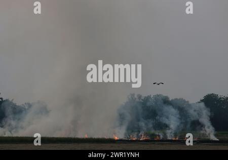 Bangkok, Thailand. März 2024. Ein Storch fliegt über einem brennenden Reisfeld in der Provinz Nakhon Sawan, nördlich von Bangkok. (Credit Image: © Chaiwat Subprasom/SOPA Images via ZUMA Press Wire) NUR REDAKTIONELLE VERWENDUNG! Nicht für kommerzielle ZWECKE! Stockfoto