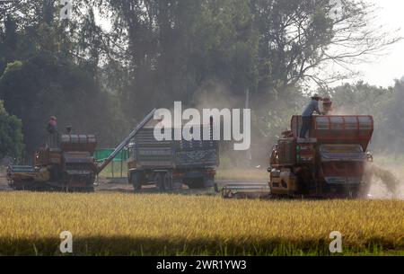 Bangkok, Thailand. März 2024. Ein Mähdrescher und Lkws auf dem Reisfeld in der Provinz Nakhon Sawan, nördlich von Bangkok. (Credit Image: © Chaiwat Subprasom/SOPA Images via ZUMA Press Wire) NUR REDAKTIONELLE VERWENDUNG! Nicht für kommerzielle ZWECKE! Stockfoto