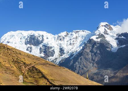 Puya Raimondii Pflanzen hoch in den peruanischen Anden, Südamerika. Stockfoto