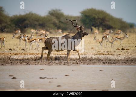 Ein männlicher Kudu geht durch die schlammigen Kanten eines Wasserlochs in Afrika mit Impala im Hintergrund Stockfoto