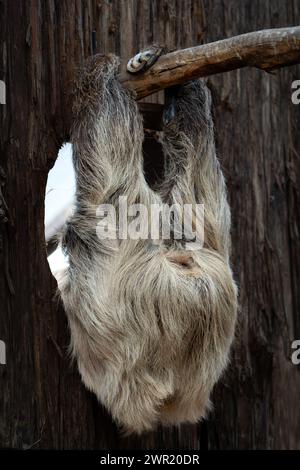 Ein Faultier, das kopfüber an einem Baumzweig hängt, auf Film festgehalten Stockfoto